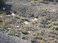 PIC006